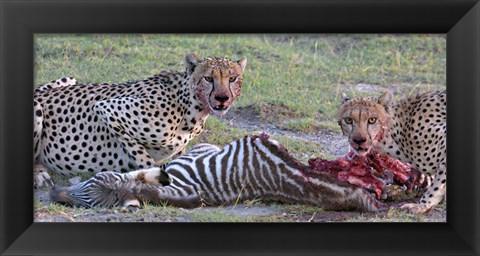 Framed Portrait of two cheetahs eating a zebra, Ngorongoro Conservation Area, Arusha Region, Tanzania (Acinonyx jubatus) Print