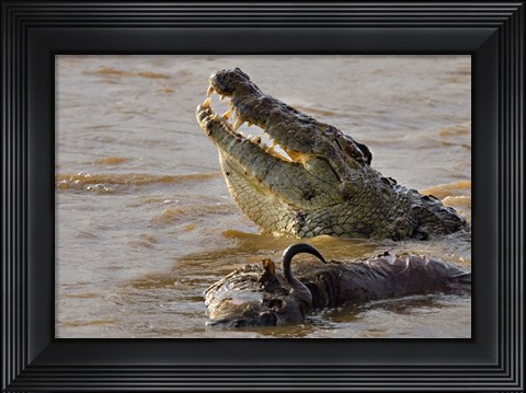 Framed Nile crocodile with a dead wildebeest in a river, Masai Mara National Reserve, Kenya (Crocodylus niloticus) Print