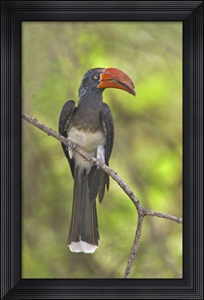Framed Crowned Hornbill perching on a branch, Lake Manyara, Arusha Region, Tanzania (Tockus alboterminatus) Print