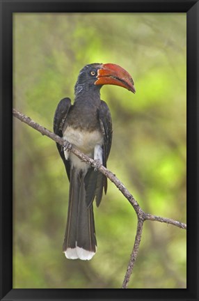 Framed Crowned Hornbill perching on a branch, Lake Manyara, Arusha Region, Tanzania (Tockus alboterminatus) Print