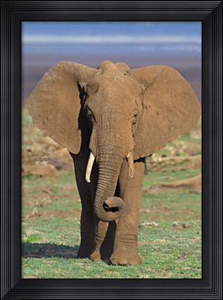 Framed Close-up of an African elephant walking in a field, Lake Manyara, Arusha Region, Tanzania (Loxodonta Africana) Print