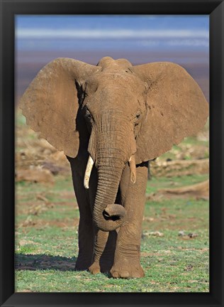 Framed Close-up of an African elephant walking in a field, Lake Manyara, Arusha Region, Tanzania (Loxodonta Africana) Print