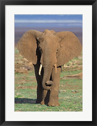 Framed Close-up of an African elephant walking in a field, Lake Manyara, Arusha Region, Tanzania (Loxodonta Africana) Print