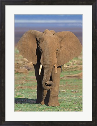 Framed Close-up of an African elephant walking in a field, Lake Manyara, Arusha Region, Tanzania (Loxodonta Africana) Print