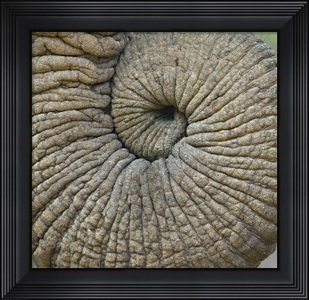 Framed Close-up of an Elephant trunk, Ngorongoro Conservation Area, Arusha Region, Tanzania Print