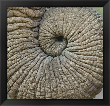 Framed Close-up of an Elephant trunk, Ngorongoro Conservation Area, Arusha Region, Tanzania Print