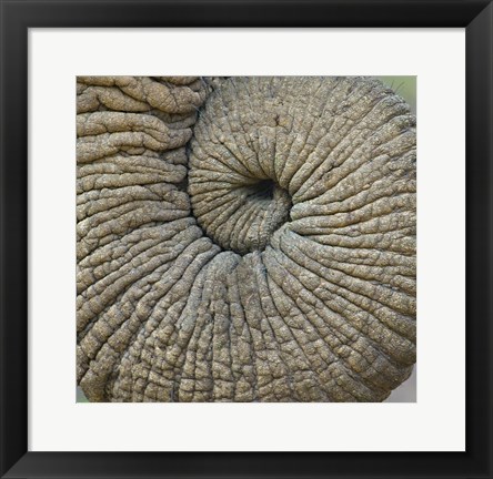 Framed Close-up of an Elephant trunk, Ngorongoro Conservation Area, Arusha Region, Tanzania Print