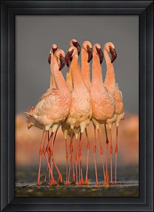 Framed Flock of eight flamingos wading in water, Lake Nakuru, Kenya Print