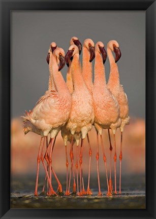 Framed Flock of eight flamingos wading in water, Lake Nakuru, Kenya Print