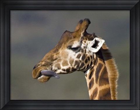 Framed Close-up of a Rothschild&#39;s giraffe, Lake Nakuru, Kenya (Giraffa camelopardalis rothschildi) Print
