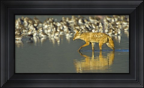 Framed Side profile of a Golden jackal wading in water, Ngorongoro Conservation Area, Arusha Region, Tanzania (Canis aureus) Print