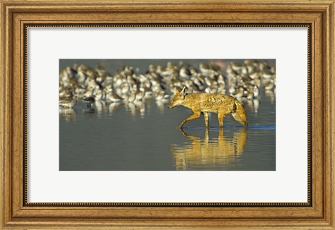 Framed Side profile of a Golden jackal wading in water, Ngorongoro Conservation Area, Arusha Region, Tanzania (Canis aureus) Print
