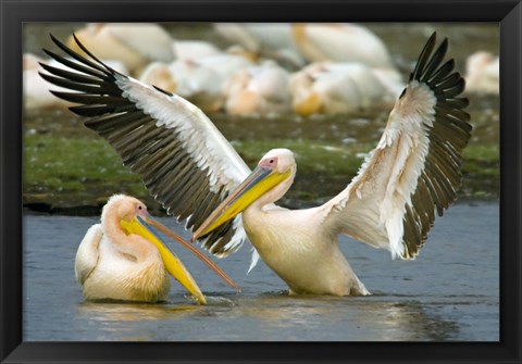 Framed Two Great white pelicans wading in a lake, Lake Nakuru, Kenya (Pelecanus onocrotalus) Print