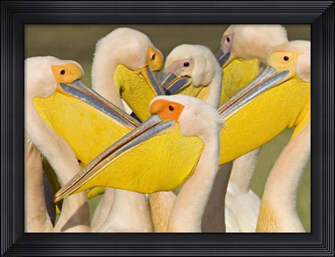 Framed Flock of Great white pelicans, Lake Nakuru, Kenya (Pelecanus onocrotalus) Print