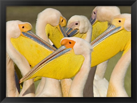 Framed Flock of Great white pelicans, Lake Nakuru, Kenya (Pelecanus onocrotalus) Print