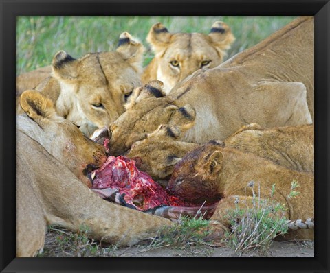 Framed Five lions eating a dead zebra, Ngorongoro Conservation Area, Arusha Region, Tanzania (Panthera leo) Print