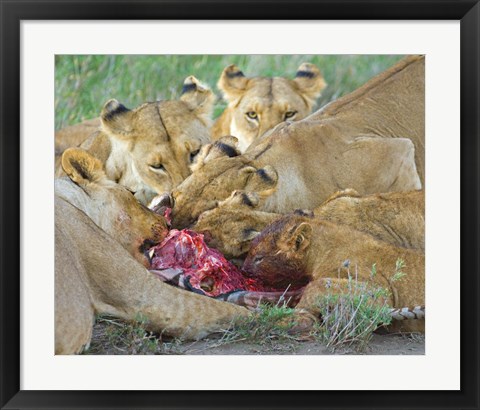 Framed Five lions eating a dead zebra, Ngorongoro Conservation Area, Arusha Region, Tanzania (Panthera leo) Print