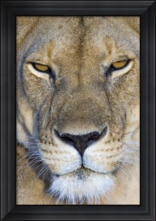 Framed Close-up of a lioness, Masai Mara National Reserve, Kenya (Panthera leo) Print