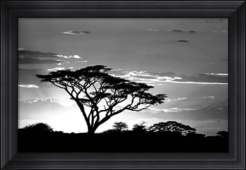 Framed Silhouette of Trees in Black and White, Ngorongoro Conservation Area, Arusha Region, Tanzania Print