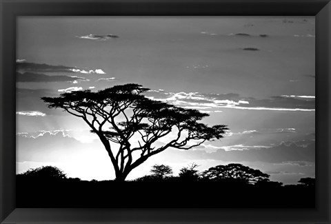 Framed Silhouette of Trees in Black and White, Ngorongoro Conservation Area, Arusha Region, Tanzania Print