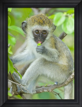 Framed Vervet monkey sitting on a branch, Tarangire National Park, Arusha Region, Tanzania (Chlorocebus pygerythrus) Print