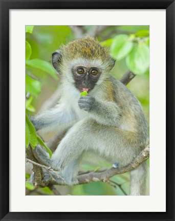 Framed Vervet monkey sitting on a branch, Tarangire National Park, Arusha Region, Tanzania (Chlorocebus pygerythrus) Print