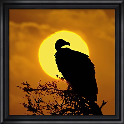 Framed Silhouette of a vulture perching on a branch, Masai Mara National Reserve, Kenya Print