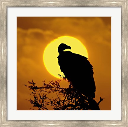 Framed Silhouette of a vulture perching on a branch, Masai Mara National Reserve, Kenya Print