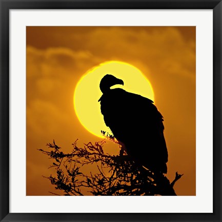 Framed Silhouette of a vulture perching on a branch, Masai Mara National Reserve, Kenya Print