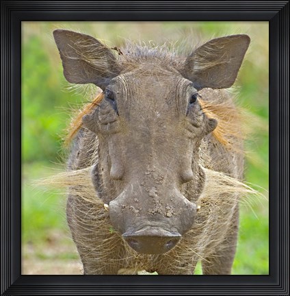 Framed Close-up of a warthog, Lake Manyara, Arusha Region, Tanzania (Phacochoerus aethiopicus) Print