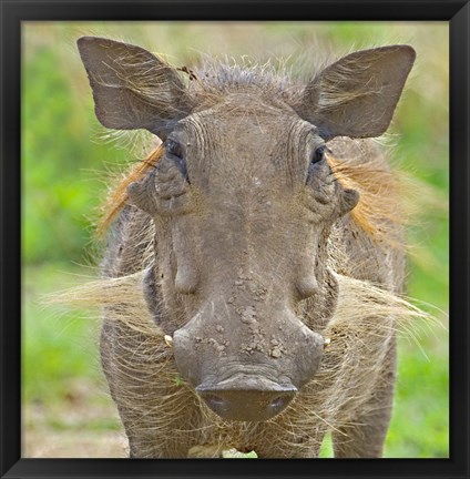 Framed Close-up of a warthog, Lake Manyara, Arusha Region, Tanzania (Phacochoerus aethiopicus) Print