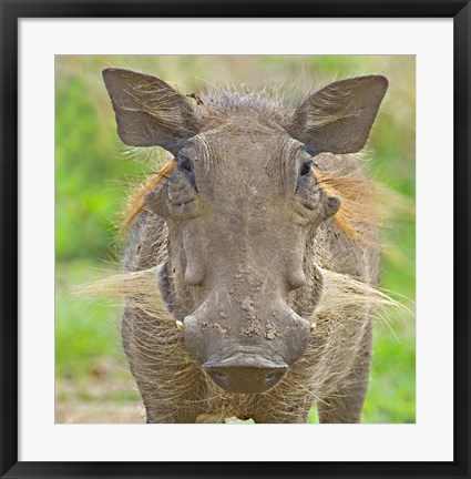 Framed Close-up of a warthog, Lake Manyara, Arusha Region, Tanzania (Phacochoerus aethiopicus) Print