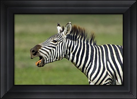 Framed Side profile of a zebra braying, Ngorongoro Conservation Area, Arusha Region, Tanzania (Equus burchelli chapmani) Print