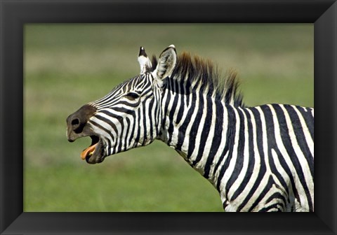 Framed Side profile of a zebra braying, Ngorongoro Conservation Area, Arusha Region, Tanzania (Equus burchelli chapmani) Print