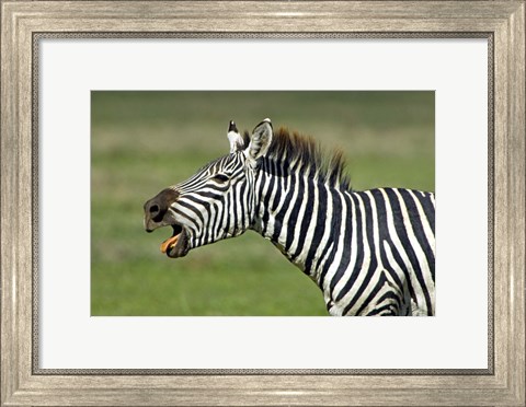 Framed Side profile of a zebra braying, Ngorongoro Conservation Area, Arusha Region, Tanzania (Equus burchelli chapmani) Print
