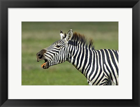 Framed Side profile of a zebra braying, Ngorongoro Conservation Area, Arusha Region, Tanzania (Equus burchelli chapmani) Print