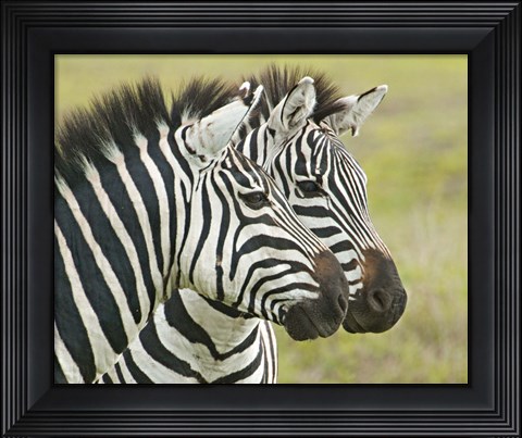 Framed Close-up of two zebras, Ngorongoro Conservation Area, Arusha Region, Tanzania (Equus burchelli chapmani) Print