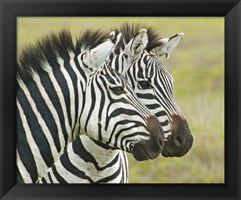 Framed Close-up of two zebras, Ngorongoro Conservation Area, Arusha Region, Tanzania (Equus burchelli chapmani) Print