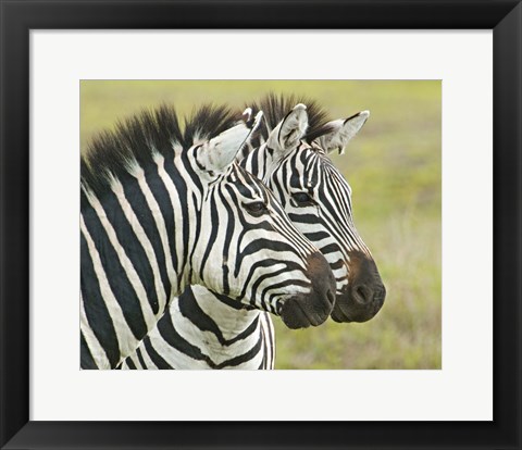 Framed Close-up of two zebras, Ngorongoro Conservation Area, Arusha Region, Tanzania (Equus burchelli chapmani) Print