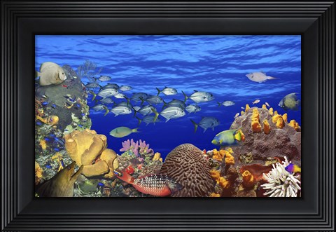 Framed School of fish swimming near a reef Print