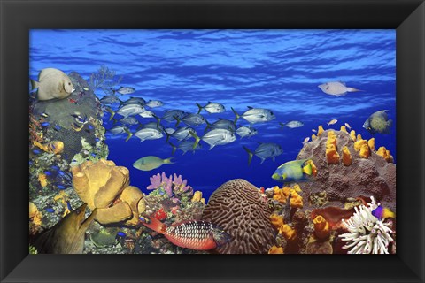 Framed School of fish swimming near a reef Print