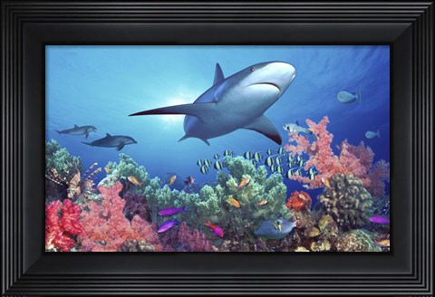 Framed Low angle view of a shark swimming underwater, Indo-Pacific Ocean Print