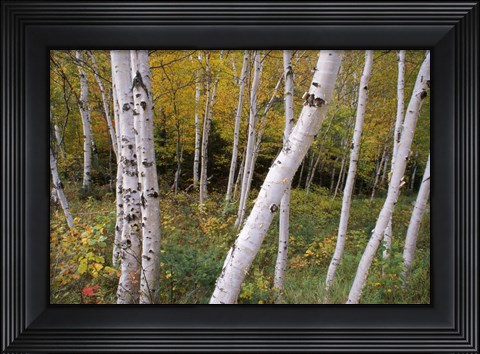 Framed White Birch Trees Print