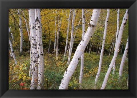 Framed White Birch Trees Print