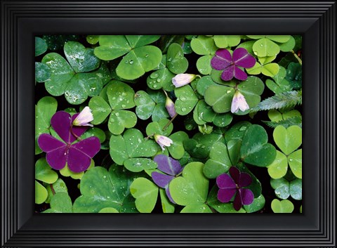 Framed Wood Sorrel Plants Print
