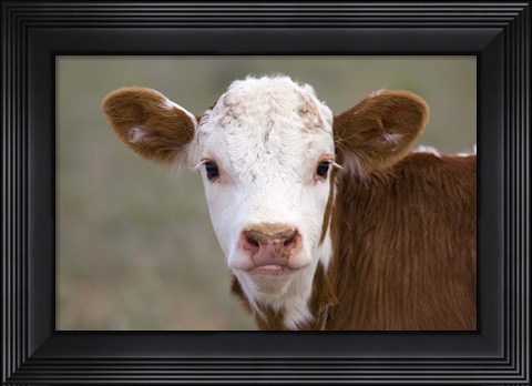 Framed Calf Portrait Print
