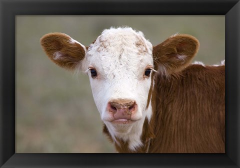 Framed Calf Portrait Print