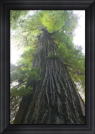 Framed Low-Angle View Of Redwood Tree Print