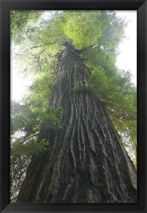 Framed Low-Angle View Of Redwood Tree Print