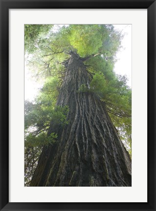 Framed Low-Angle View Of Redwood Tree Print